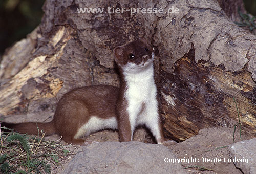 Hermelin / Stoat