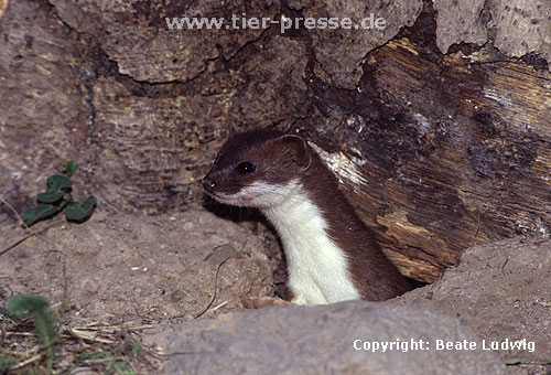 Hermelin / Stoat