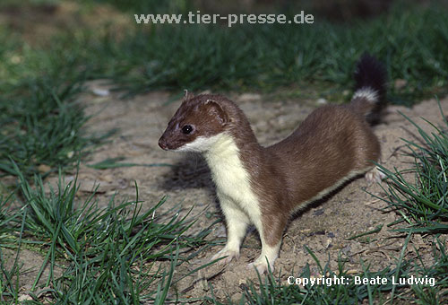 Hermelin / Stoat