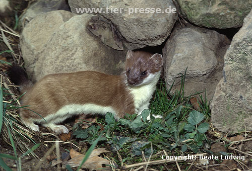 Hermelin / Stoat