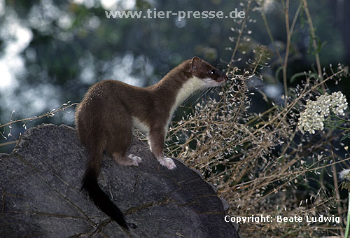 Hermelin / Stoat