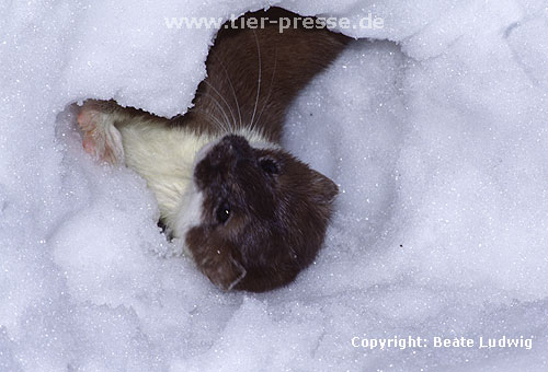 Hermelin / Stoat