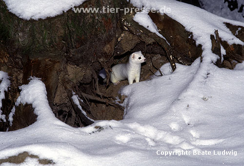 Hermelin im Winterfell / Stoat in winter coat