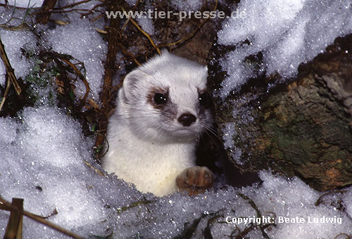 Hermelin im Winterfell / Stoat in winter coat