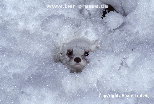 Hermelin im Winterfell / Stoat in winter coat