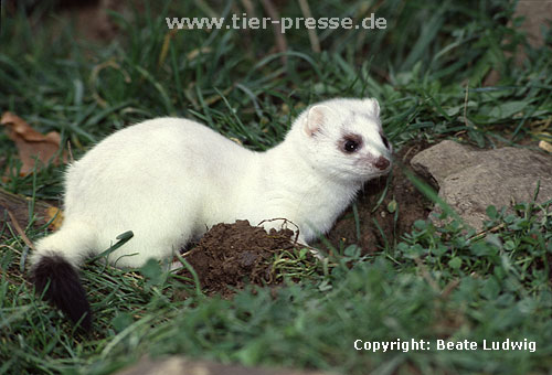 Hermelin im Winterfell / Stoat in winter coat