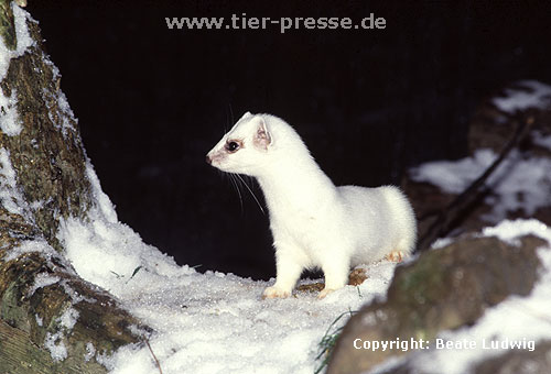 Hermelin im Winterfell / Stoat in winter coat