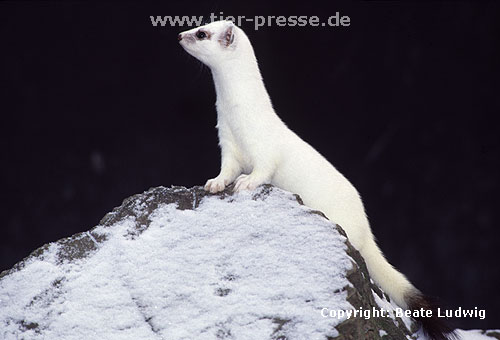 Hermelin im Winterfell / Stoat in winter coat