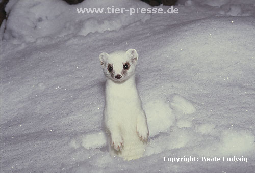 Hermelin im Winterfell / Stoat in winter coat