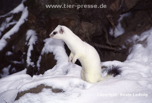 Hermelin im Winterfell / Stoat in winter coat