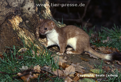 Hermelin in der Umfrbung zum Winterfell. Die Bilder 26 bis 32 zeigen dasselbe Tier (Rde) zwischen dem 5. Novemer und 13. Dezember. Die weien Haare am Schwanz werden als weier Ring sichtbar. / Stoat, winter moult starting at the tail