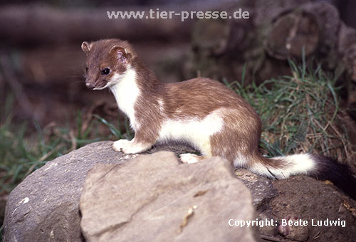 Hermelin in der Umfrbung zum Winterfell. Die Bilder 26 bis 32 zeigen dasselbe Tier (Rde) zwischen dem 5. Novemer und 13. Dezember. Die Umfrbung schreitet von hinten nach vorn und von unten nach oben hin fort. / Stoat, winter moult