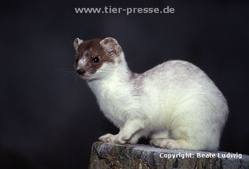 Hermelin in der Umfrbung zum Winterfell. Die Bilder 26 bis 32 zeigen dasselbe Tier (Rde) zwischen dem 5. Novemer und 13. Dezember. Die Umfrbung schreitet von hinten nach vorn und von unten nach oben hin fort. / Stoat, winter moult