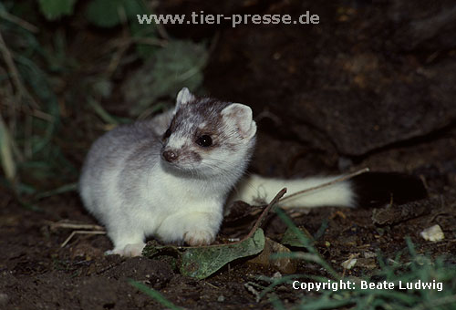 Hermelin in der Umfrbung vom braunen Sommer- zum weien Winterfell / Stoat, winter moult