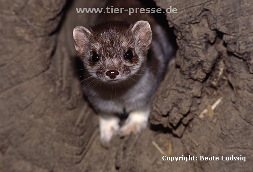 Hermelin in der Umfrbung vom braunen Sommer- zum weien Winterfell / Stoat, winter moult