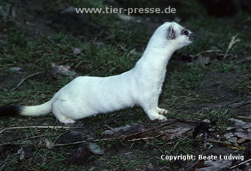 Hermelin in der Umfrbung zum Sommerkleid. Das braune Fell erscheint zuerst am Kopf. / Stoat, summer moult