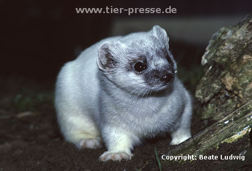 Hermelin in der Umfrbung zum Sommerfell. Als erstes frbt sich das Gesicht wieder braun. / Stoat, summer moult