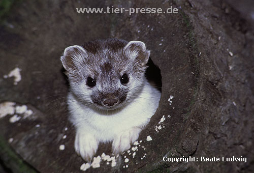 Hermelin in der Umfrbung zum Sommerfell. Als erstes frbt sich das Gesicht wieder braun. / Stoat, summer moult