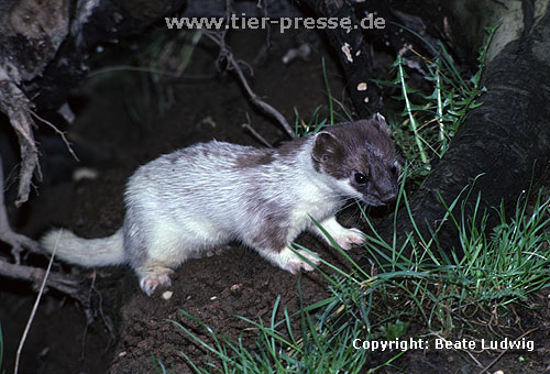 Hermelin (Rde) in der Umfrbung zum Sommerfell. Als erstes frbt sich das Gesicht wieder braun. / Stoat, summer moult