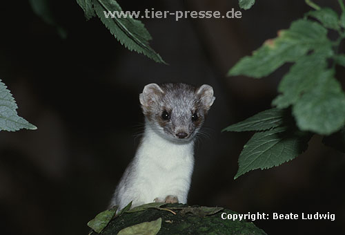 Hermelin (Fhe) in der Umfrbung zum Sommerfell. Als erstes frbt sich das Gesicht wieder braun. / Stoat, summer moult