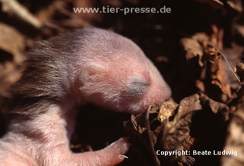 Hermelin-Jungtier im Alter von etwa einer Woche. Die Nackenmhne ist ein fr Hermelin-Jungtiere typisches Merkmal. Sie bildet sich in der vierten Lebenswoche wieder zurck. / Stoat, cub, one week