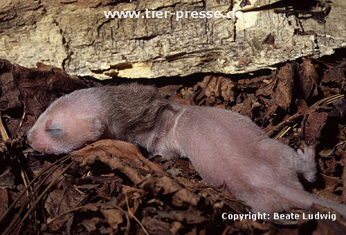 Hermelin-Jungtier im Alter von etwa einer Woche. Die Nackenmhne ist ein fr Hermelin-Jungtiere typisches Merkmal. Sie bildet sich in der vierten Lebenswoche wieder zurck. / Stoat, cub, one week