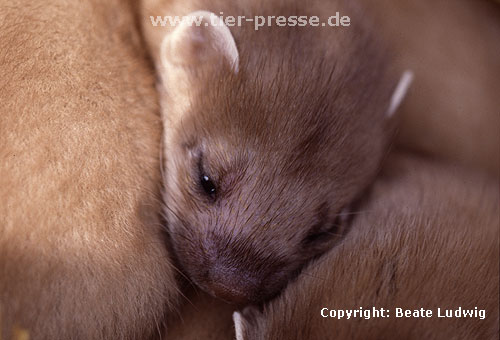 Hermelin-Jungtier im Alter von etwa fnf Wochen. Es ffnet sich ein Auge, die Lidspalte ist zum Teil schon getrennt. / Stoat, cub, five weeks, opening of the eye