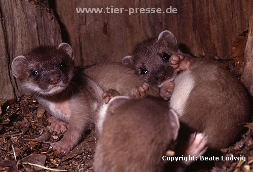 Hermelin-Jungtiere im Alter von sechs Wochen / Stoat cubs, six weeks old