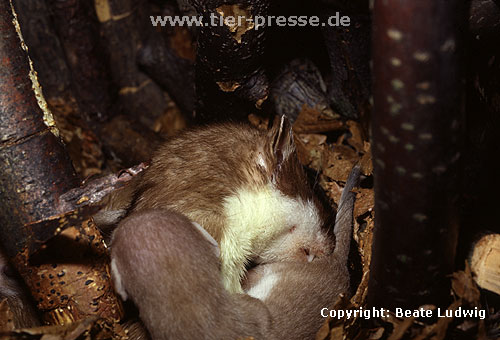 Hermelin-Mutter und Jungtiere im Nest: Die Nutter putzt ein Jungtier.  / Stoat, mother and cub