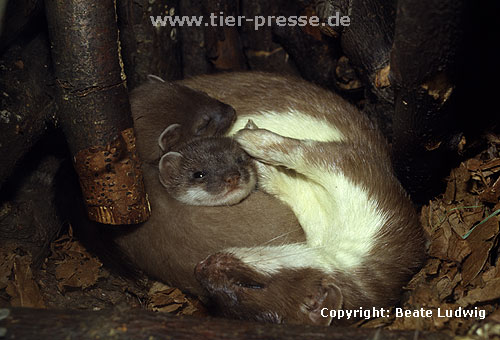 Hermelin-Mutter und Jungtiere im Nest / Stoat, mother and cubs