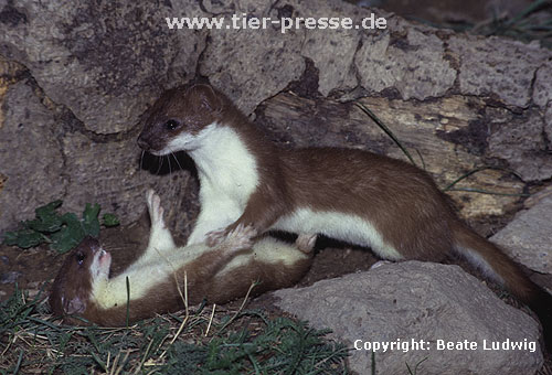 Spielende junge Hermeline: Rechts Rde, links Fhe / Young stoats, male and female, playing