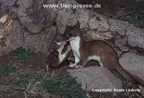 Spielende junge Hermeline: Rechts Rde, links Fhe / Young stoats, male and female, playing