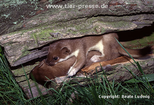 Spielende junge Hermeline / Young stoats, playing