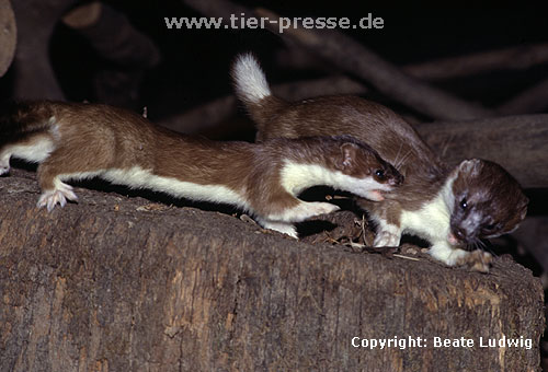 Aggressive Auseinandersetzung zweier Hermeline, rechts Rde, links Fhe (angreifend) / Stoats, female attacking a male