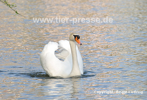 Hckerschwan, imponierend / Mute swan, display behaviour / Cygnus olor