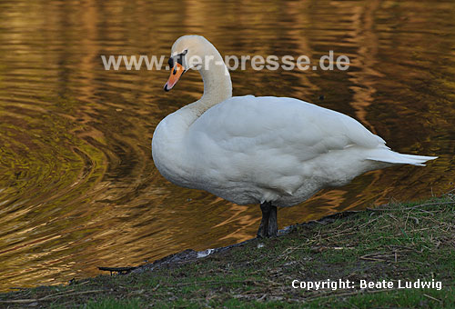 Hckerschwan am Ufer / Mute swan, river-bank / Cygnus olor