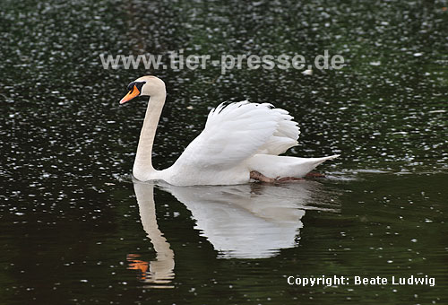 Hckerschwan in Imponierhaltung / Mute swan, display behaviour / Cygnus olor