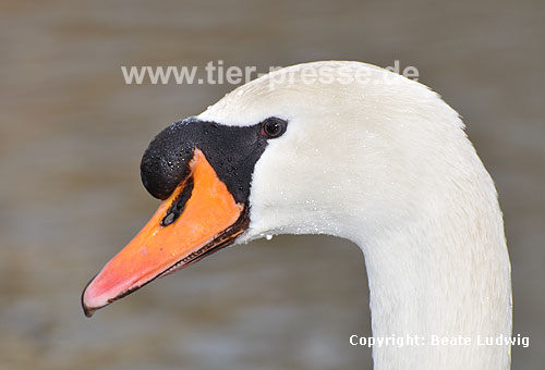 Hckerschwan, Ganter mit Hcker am Schnabel / Mute swan, male / Cygnus olor
