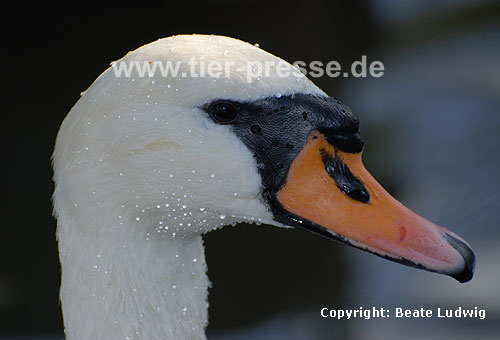 Hckerschwan, Weibchen / Mute swan, female / Cygnus olor