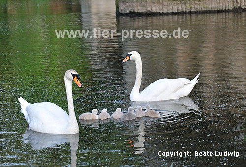 Hckerschwan, Eltern mit Kken / Mute swan, parents with chicken / Cygnus olor