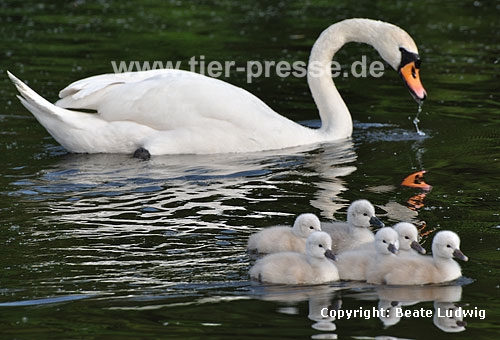 Hckerschwan, Mutter mit Jungen / Mute swan, mother and young / Cygnus olor