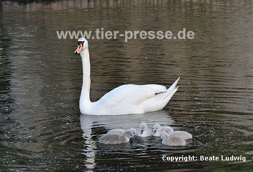 Hckerschwan, Mutter mit Nachwuchs / Mute swan, mother and offspring / Cygnus olor