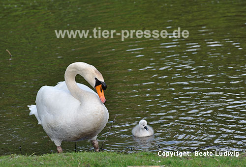 Hckerschwan, Vater mit Jungvogel / Mute swan, father and youn / Cygnus olor