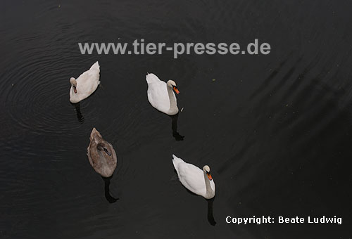 Hckerschwan, Paar mit zwei Jungvgeln / Mute swan, pair with two young ones / Cygnus olor