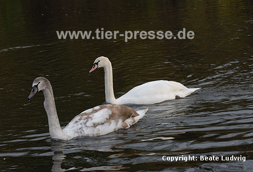 Hckerschwan, Jungvgel, einer in typischer Graufrbung, einer wei / Mute swan, young (gray and white) / Cygnus olor