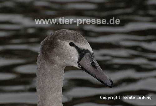 Hckerschwan, Jungvogel in typischer Graufrbung / Mute swan, young, gray / Cygnus olor