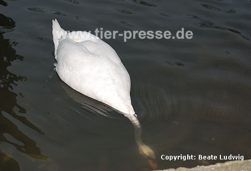 Hckerschwan beim Grndeln / Mute swan, searching food / Cygnus olor
