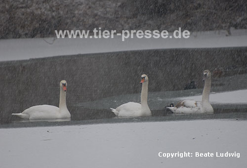 Hckerschwne im Winter / Mute swans, winter / Cygnus olor