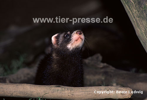 Iltis-Fhe / Polecat, female