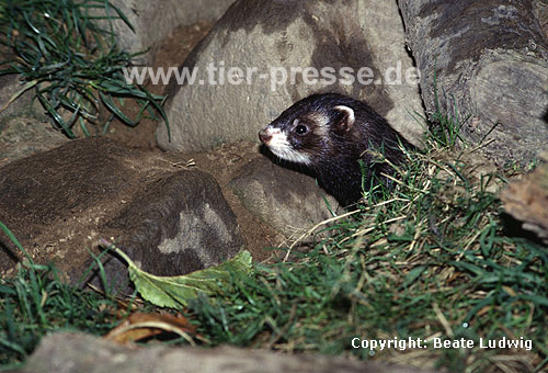 Iltis-Fhe / Polecat, female